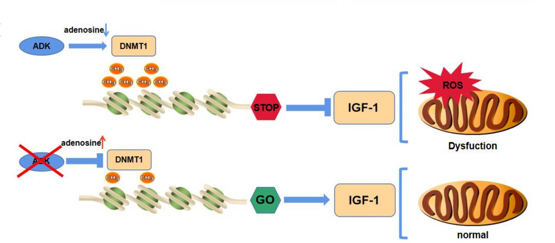 真邁生物GenoLab M平臺助力復旦大學附屬中山醫(yī)院心肌缺血再灌注損傷研究